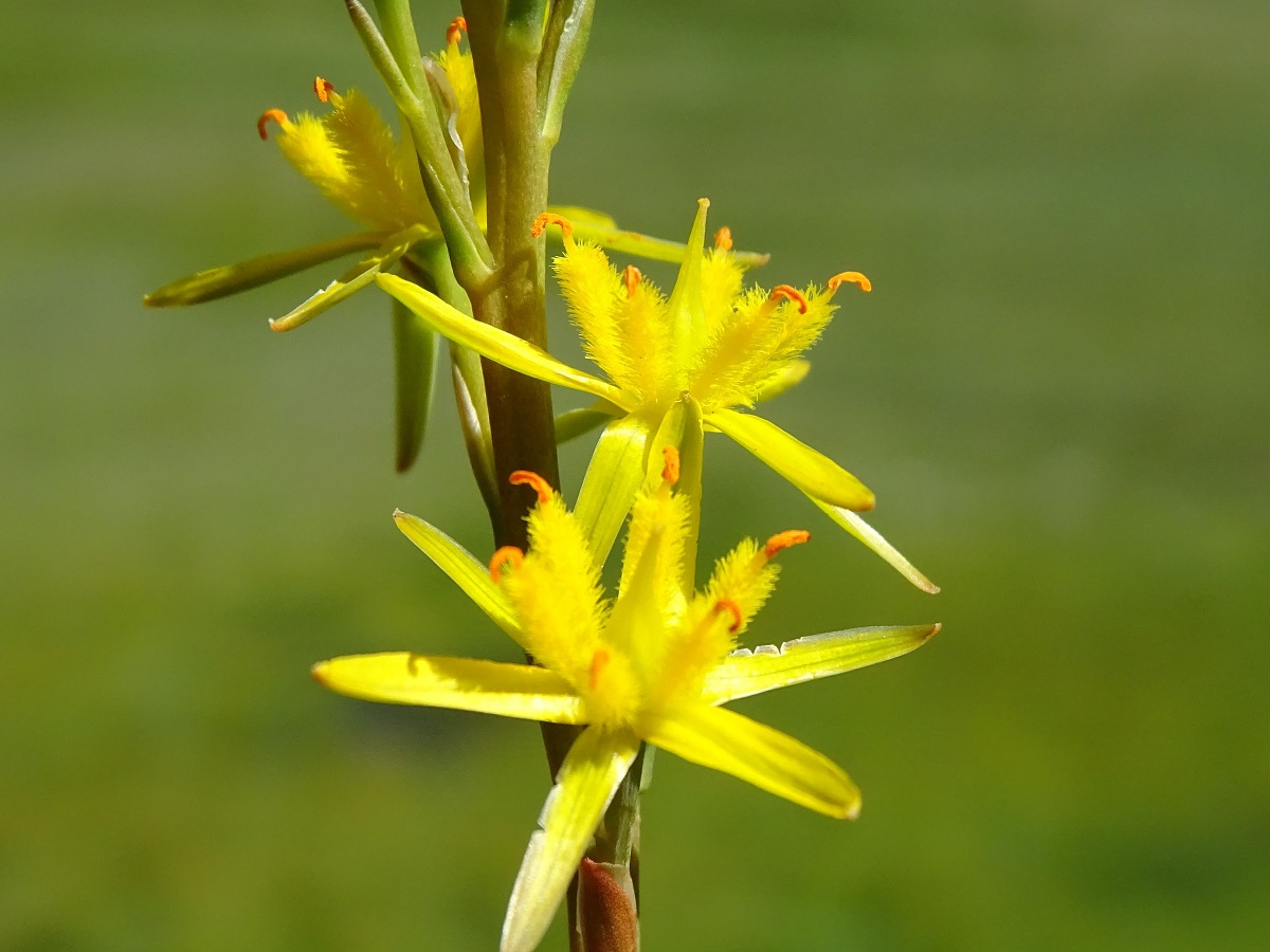 Narthecium ossifragum (Nartheciaceae)